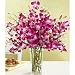 Purple Dendrobium Orchids