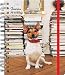 『『世界のいぬ・ねこインテリア』ノート 犬 WLN-5』の写真
