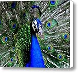 IMAGE OF Peacock III Canvas Print / Canvas Art - Artist Lisa Scott