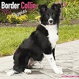 Border Collie Puppies Calendar - Only Dog Breed Border Collie Puppies Calendar - 2016 Wall calendars - Dog Calendars - Monthly Wall Calendar by Avonside