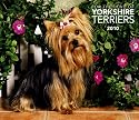 Yorkshire Terriers, for the Love of 2010 Deluxe