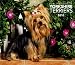 Yorkshire Terriers, For the Love of 2010 Deluxe Wall (Multilingual Edition)