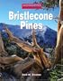 Bristlecone Pines (Wonders of the World (Kidhaven))