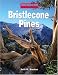 Bristlecone Pines (Wonders of the World)