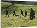 from ArcticPhoto Canvas Prints of Guns, beaters and their dogs walk to another drive from ArcticPhoto