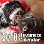 2010 Havanese Dog Wall Calendar - All Proceeds to be donated to the Havanese Club of America (HCA)