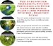 Book The Guru's Super Marketing, Success Principles and Inner Game for Animal Flash Cards Web Biz 3 Course + Resource Guide