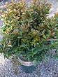 Raspberry Dazzle Crape Myrtle One Gallon Plant