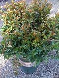 Raspberry Dazzle Crape Myrtle Five Gallon Plant