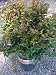 Raspberry Dazzle Crape Myrtle Five Gallon Plant