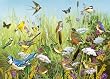 Gibsons Feathered Friends 1 jigsaw puzzle. (1000 pieces)