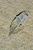Leaf Impression, Art Poster by John K. Nakata