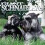 Giant Schnauzers 2002 Wall Calendar