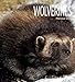 Living Wild: Wolverines