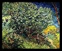 Vincent Willem van Gogh (Shrubberies at Arles) Black Wood-Mounted Art Poster Print - 11" X 17"