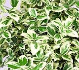 Amazon / Hirts: Euonymus: Whie Album Euonymus - Proven Winners - Potted - Great Evergreen Groundcover