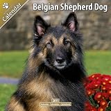 Belgian Shepherd 2011 Dog Calendar #10112-11