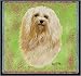 Havanese Lap Square - 54 x 54 Blanket/Throw
