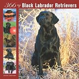 Labrador Retrievers, Black 366 Days 2008 Square Wall Calendar