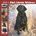 Labrador Retrievers, Black 366 Days 2008 Square Wall Calendar