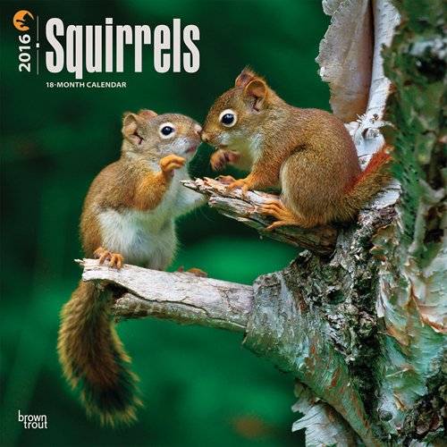 Squirrels 2016 Square 12x12 (Multilingual Edition)