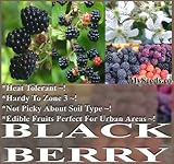 20 Blackberry Fruit Shrub Seeds Rubus Allegheniensis NOT PICKY ABOUT SOIL Zone 3+