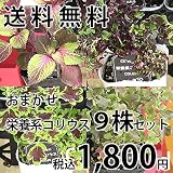 観葉植物の苗 栄養系コリウス(キンランジソ) お任せ9株セット