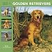 golden_retriever5golden retriever - 365 Days of Golden Retrievers 2010 Wall Calendar