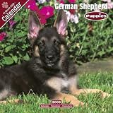 German Shepherd Puppies 2009 Wall Calendar