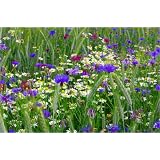Leinwandbild 90 x 60 cm - "Blumenwiese im Hochsommer" von Tanja Riedel - auch in anderen Gr��en und als Poster erh�ltlichvon "POSTERLOUNGE"