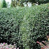 Shrubs - Burford Chinese Holly - Gallon