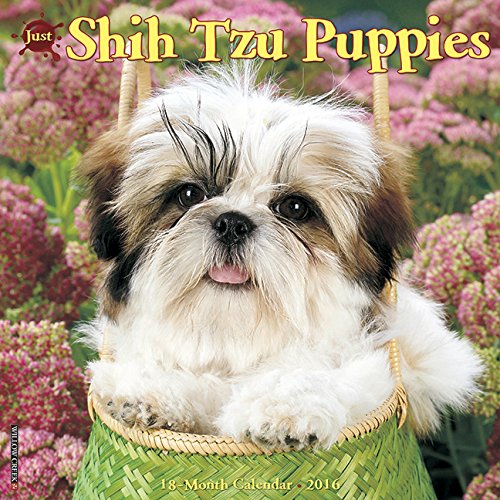 2016 Just Shih Tzu Puppies Wall Calendar