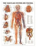 Vascular System Anatomical Chart Laminated (Poster)-8952PL1.5