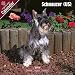 schnauzer26 - Schnauzer US 2009 Wall Calendar