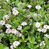 ヒメイワダレソウ3号ポット4株セット[グランドカバーに]