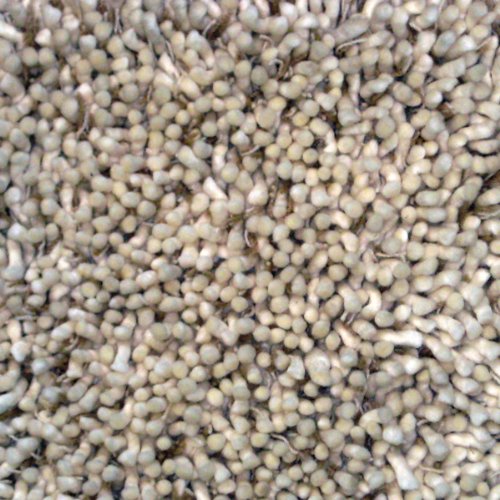 Anji Mountain Bamboo Rug Company 4-Feet by 6-Feet Wool Area Rug, Farro