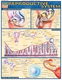 Reproductive System (Quickstudy: Academic)