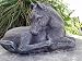 Garden ornamental Figure - Horse Foal, Cast stone, Slate gray