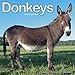 Donkeys Calendar - 2015 Wall calendars - Animal Calendar - Monthly Wall Calendar by Avonside