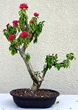 LOUSBONSAINURSERY BOUGAINVILLEA BONSAI TREE (SPECIMEN)