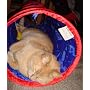 Crinkle Tunnel Cat Toy by Danish Design