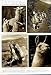 1949 ANDES PACK LLAMAS PERU MOUNTAINS VICUNA ANIMALS