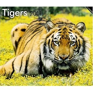 Tigers 2011 Deluxe Wall (Multilingual Edition) by BrownTrout Publishers Inc