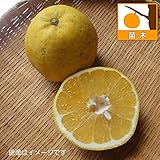 河内晩柑（かわちばんかん）4.5号ポット[ジューシーオレンジ　ジューシー柑　柑橘・かんきつ類苗木]