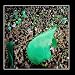 Iranian Democracy [CD on Demand]