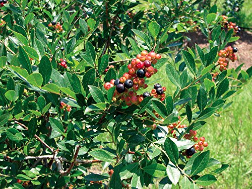 Summer Sunset Blueberry Plant -Pink/Blue/Yellow/Purple/Orange/Red Berries-4 Summer Sunset Blueberry Plant -Pink/Blue/Yellow/Purple/Orange/Red Berries-4