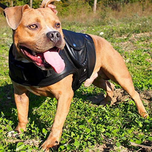 Genuine Leather Dog Walking Harness Padded (Black)