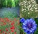 4 pks seeds - Bluebell, Chamomile, Cornflower, Poppy