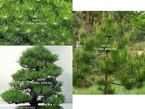 Japanese Red Pine Tree 10 Seeds Pinus Densiflora Bonsai by serendipityseed