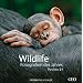 Wildlife Fotografien des Jahres